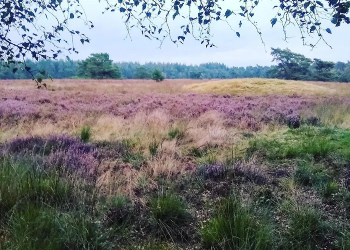 De Appelvink Шале Эмст